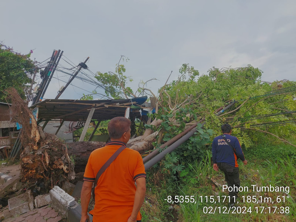 Pohon Tumbang di Banjar Denkayu Delodan, Desa Werdi Bhuwana, Kecamatan Mengwi Tanggal 12 Februari 2024